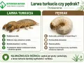 Porównanie larwy turkucia i pędraka. Larwa turkucia jest wydłużona i ruchliwa, pędrak gruby i zwinięty w C.