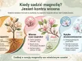 Kiedy sadzić magnolię? Wiosną kwiecień-maj, ale jesień (wrzesień-październik) jest lepsza dla regeneracji korzeni. Unikaj przymrozków.