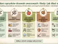 Kalendarz oprysków drzew owocowych: tabela sezonowych zabiegów ochronnych. Od wczesnej wiosny do jesieni, z uwzględnieniem rodzajów środków.