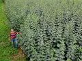 Mężczyzna stoi na polu pełnym wysokich roślin, które wyglądają jak topinambur. Pokazuje, jak uprawiać topinambur, aby uzyskać tak obfite plony.
