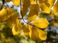 Żółte liście magnolii, niektóre z drobnymi uszkodzeniami, sugerują możliwe choroby magnolii.
