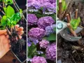 Sadzonki hortensji z korzeniami, kwitnące fioletowe kwiaty i sekator przycinający pędy – wszystko, co potrzebne, by dowiedzieć się, jak rozsadzić hortensje.