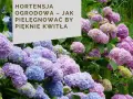 Kwitnące hortensje bukietowe w odcieniach różu i błękitu. Ich bujne kwiatostany świadczą o zdrowym systemie korzeniowym hortensji bukietowej.