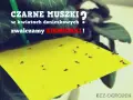 Żółta pułapka na ziemiórki w doniczce, pełna czarnych muszek. Skuteczna soda na ziemiórki.