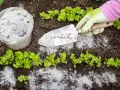 Ręka w rękawiczce rozsypuje popiół wokół młodych sałatek. To naturalne zaprawianie nasion popiołem dla lepszego wzrostu.