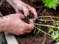 Delikatne sadzenie pomidorów w doniczkach. Dłonie ostrożnie umieszczają sadzonkę z bryłą korzeniową w żyznej ziemi, przygotowując ją do wzrostu.