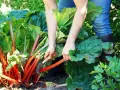 Ręczne zbieranie rabarbaru. Osoba w dżinsach i gumowcach ścina czerwone łodygi ostrym nożem, pielęgnując uprawę.