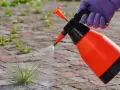 Rękawiczka w fioletowej rękawicy rozpyla roztwór na chwasty. To ekologiczny sposób na pozbycie się niechcianej roślinności, wykorzystujący sodę oczyszczoną na chwasty.