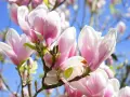 Delikatne, różowo-białe kwiaty magnolii na tle błękitnego nieba. Różne rodzaje magnolii kwitną wiosną, tworząc spektakularny widok.
