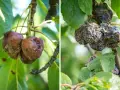 Zgnilizna drzew pestkowych objawia się na owocach wiśni i śliw, które pokryte są pleśnią i gniją.
