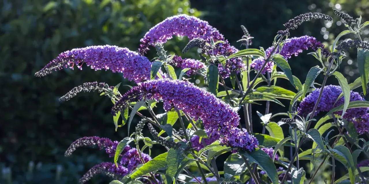 Krzew budlei w pełni kwitnienia, z fioletowymi, pachnącymi kwiatostanami przyciągającymi motyle.