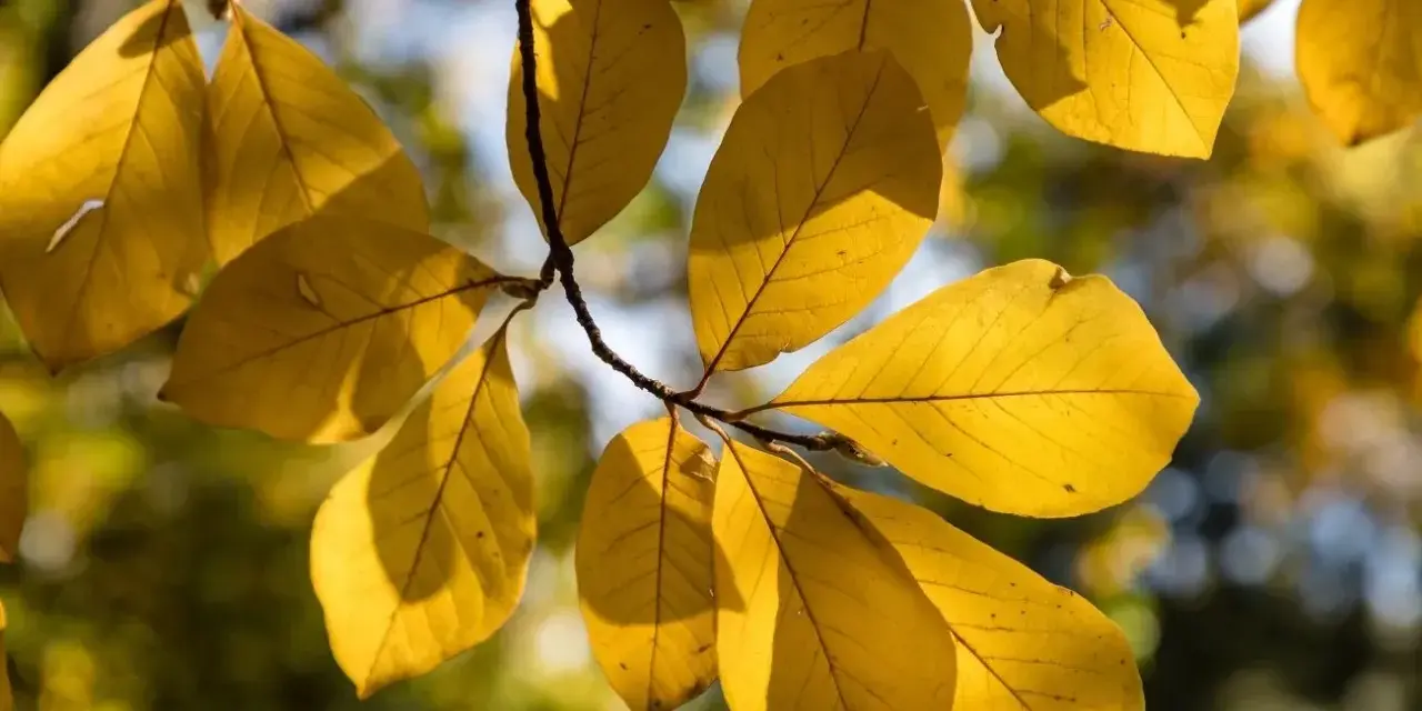 Żółte liście magnolii, niektóre z drobnymi uszkodzeniami, sugerują możliwe choroby magnolii.