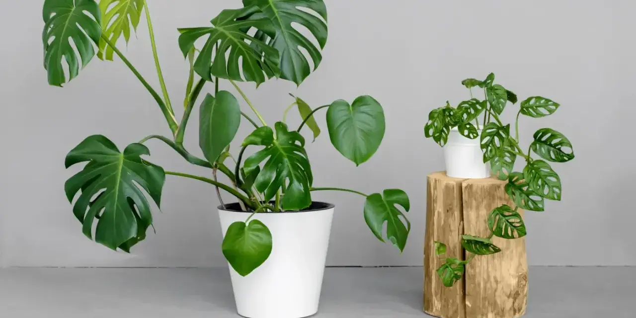 Dwie monstery, jedna duża w białej donicy, druga mniejsza na drewnianym pniu. Dowiedz się, jak często podlewać monsterę, by pięknie rosła.