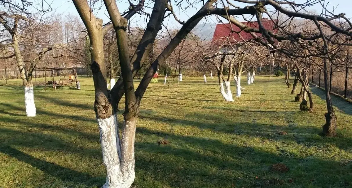 Sad owocowy, kiedy bielimy drzewa owocowe. Białe pnie drzew na tle zielonej trawy i błękitnego nieba.