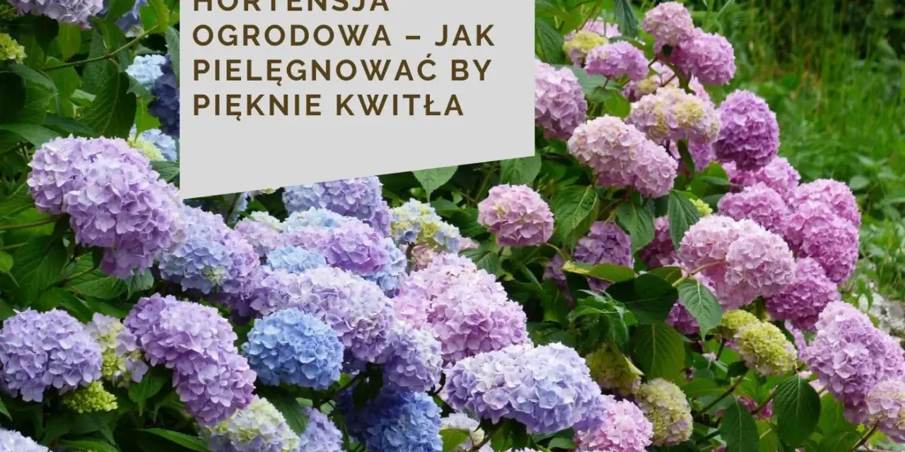 Kwitnące hortensje bukietowe w odcieniach różu i błękitu. Ich bujne kwiatostany świadczą o zdrowym systemie korzeniowym hortensji bukietowej.