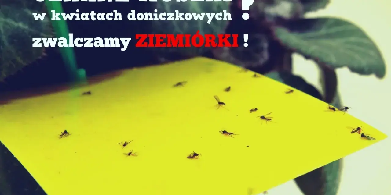 Żółta pułapka na ziemiórki w doniczce, pełna czarnych muszek. Skuteczna soda na ziemiórki.