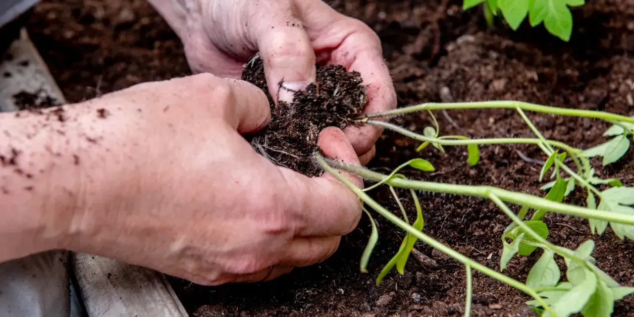 Delikatne sadzenie pomidorów w doniczkach. Dłonie ostrożnie umieszczają sadzonkę z bryłą korzeniową w żyznej ziemi, przygotowując ją do wzrostu.