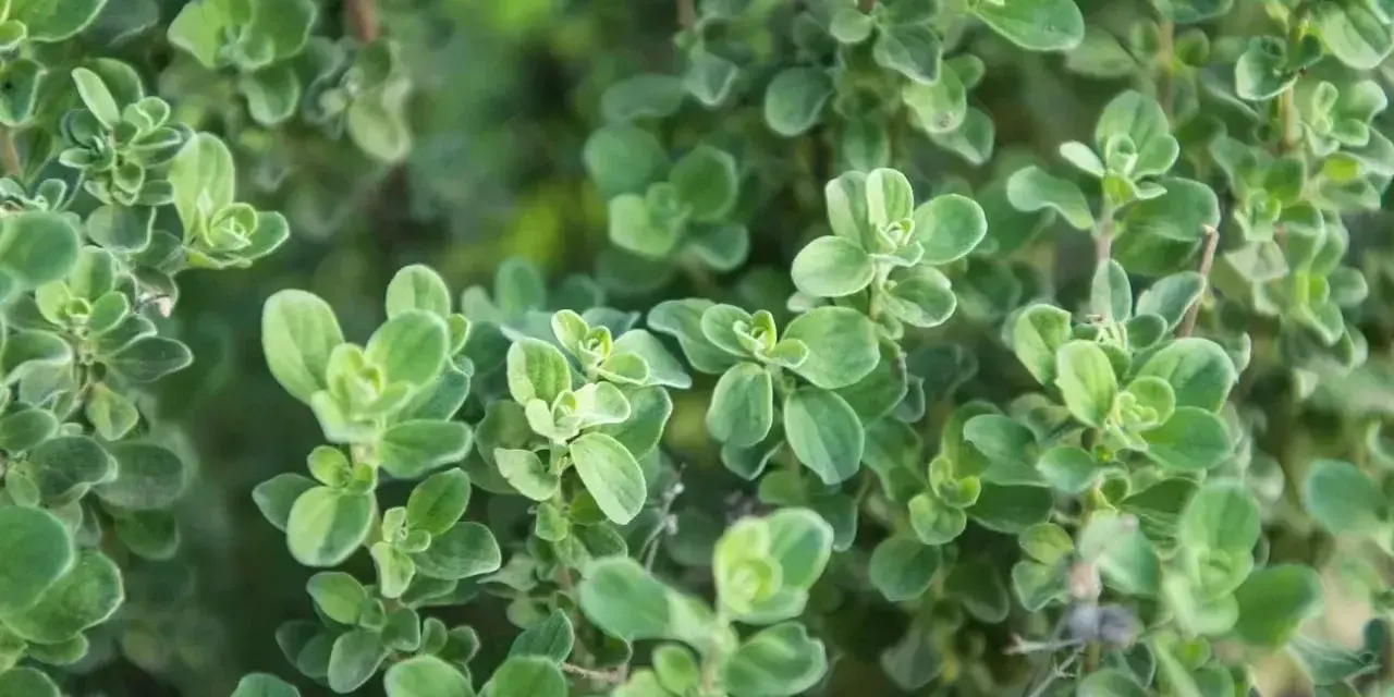 Gęste, zielone liście majeranku, idealne do uprawy w ogrodzie.