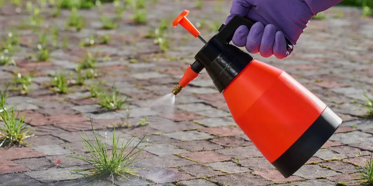 Rękawiczka w fioletowej rękawicy rozpyla roztwór na chwasty. To ekologiczny sposób na pozbycie się niechcianej roślinności, wykorzystujący sodę oczyszczoną na chwasty.