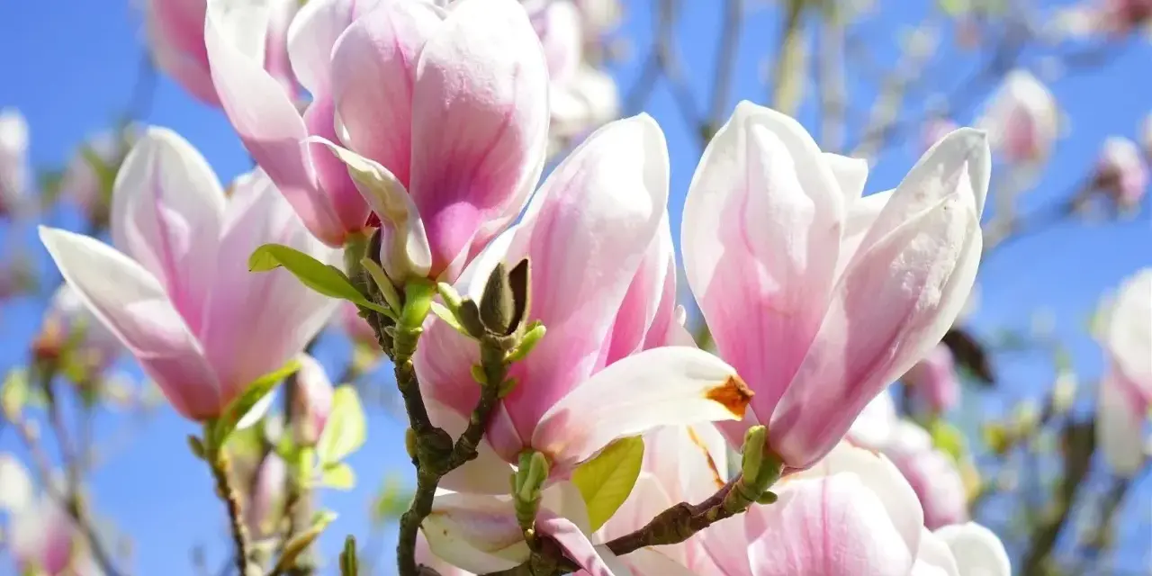 Delikatne, różowo-białe kwiaty magnolii na tle błękitnego nieba. Różne rodzaje magnolii kwitną wiosną, tworząc spektakularny widok.
