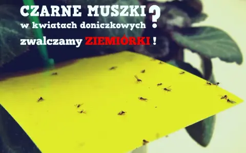 Żółta pułapka na ziemiórki w doniczce, pełna czarnych muszek. Skuteczna soda na ziemiórki.