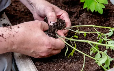 Delikatne sadzenie pomidorów w doniczkach. Dłonie ostrożnie umieszczają sadzonkę z bryłą korzeniową w żyznej ziemi, przygotowując ją do wzrostu.
