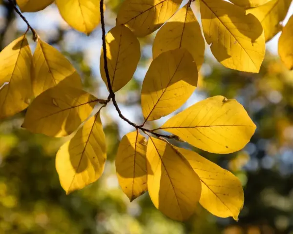 Żółte liście magnolii, niektóre z drobnymi uszkodzeniami, sugerują możliwe choroby magnolii.