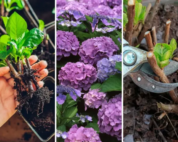 Sadzonki hortensji z korzeniami, kwitnące fioletowe kwiaty i sekator przycinający pędy – wszystko, co potrzebne, by dowiedzieć się, jak rozsadzić hortensje.