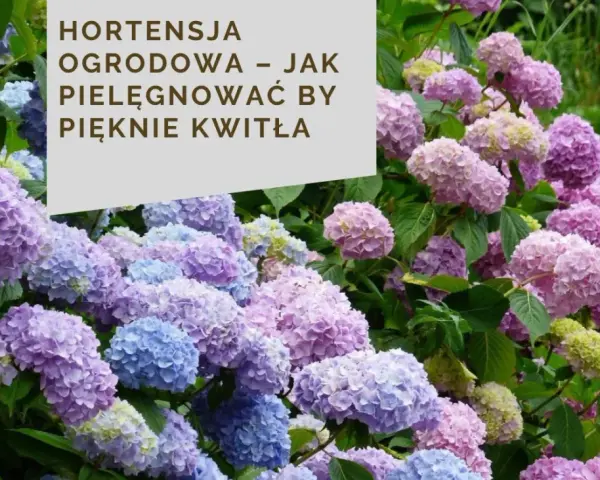 Kwitnące hortensje bukietowe w odcieniach różu i błękitu. Ich bujne kwiatostany świadczą o zdrowym systemie korzeniowym hortensji bukietowej.