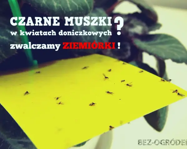 Żółta pułapka na ziemiórki w doniczce, pełna czarnych muszek. Skuteczna soda na ziemiórki.