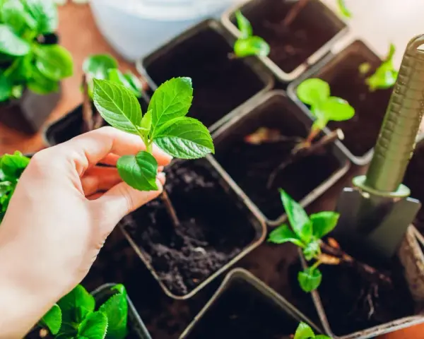Dłoń sadzi młodą roślinę do doniczki, pokazując sposób rozmnażania drzew. W tle widać więcej sadzonek i małą łopatkę.