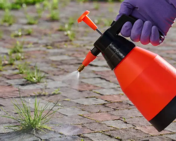 Rękawiczka w fioletowej rękawicy rozpyla roztwór na chwasty. To ekologiczny sposób na pozbycie się niechcianej roślinności, wykorzystujący sodę oczyszczoną na chwasty.