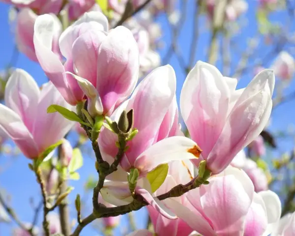 Delikatne, różowo-białe kwiaty magnolii na tle błękitnego nieba. Różne rodzaje magnolii kwitną wiosną, tworząc spektakularny widok.