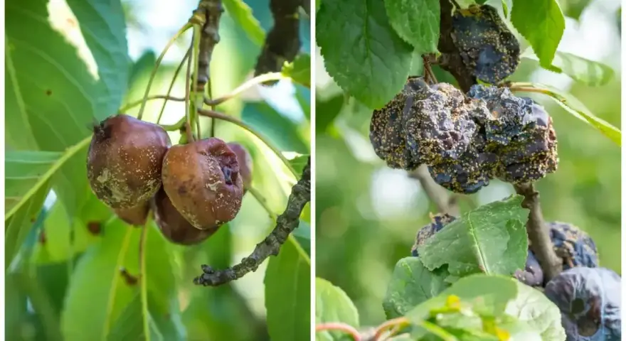 Zgnite owoce na drzewach pestkowych. Widoczne objawy brunatnej zgnilizny, wymagające oprysku.
