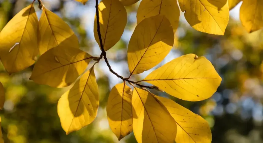 Żółte liście magnolii, niektóre z drobnymi uszkodzeniami, sugerują możliwe choroby magnolii.