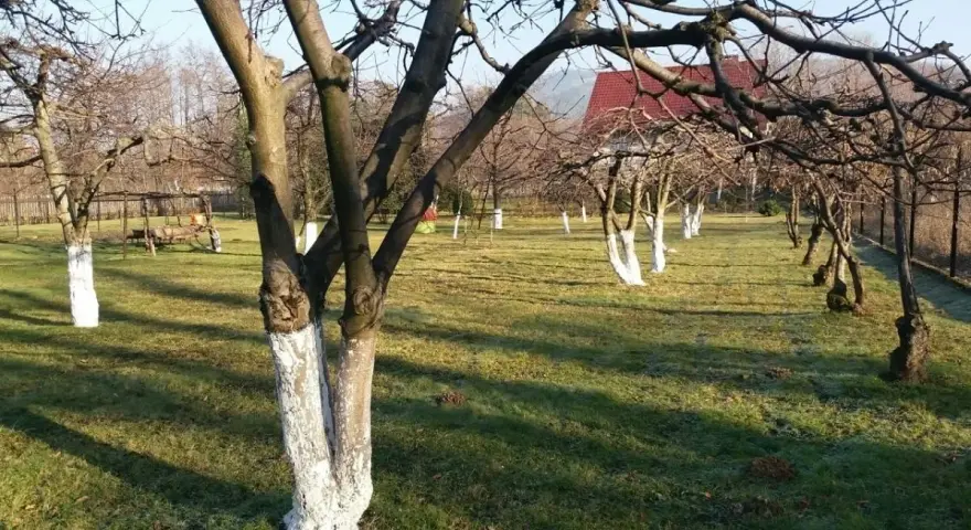 Sad owocowy, kiedy bielimy drzewa owocowe. Białe pnie drzew na tle zielonej trawy i błękitnego nieba.