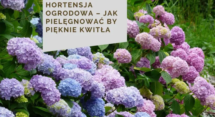 Kwitnące hortensje bukietowe w odcieniach różu i błękitu. Ich bujne kwiatostany świadczą o zdrowym systemie korzeniowym hortensji bukietowej.