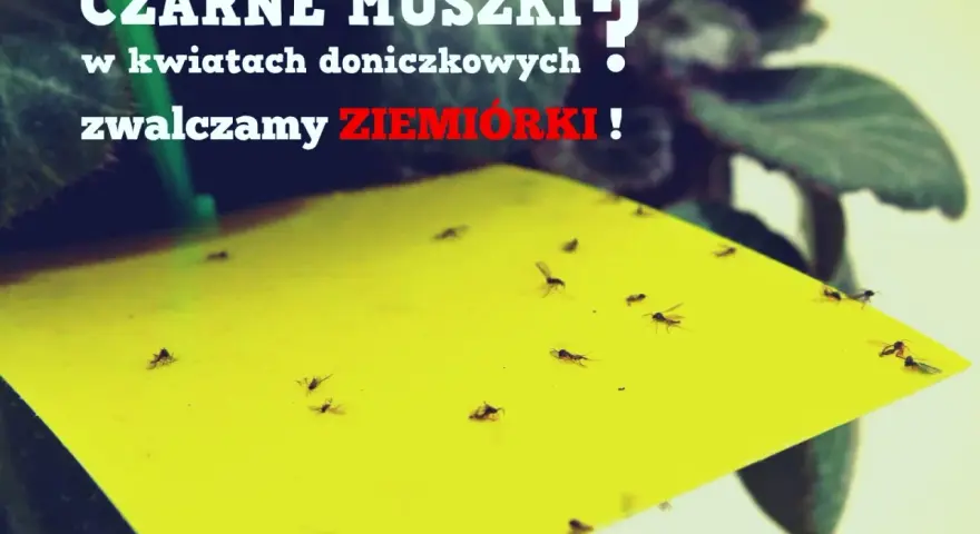 Żółta pułapka na ziemiórki w doniczce, pełna czarnych muszek. Skuteczna soda na ziemiórki.