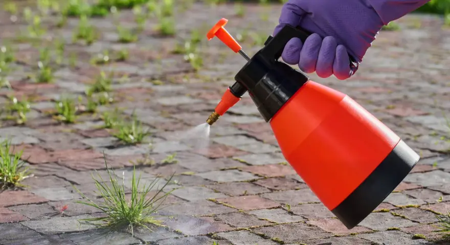 Rękawiczka w fioletowej rękawicy rozpyla roztwór na chwasty. To ekologiczny sposób na pozbycie się niechcianej roślinności, wykorzystujący sodę oczyszczoną na chwasty.
