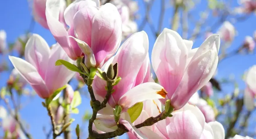 Delikatne, różowo-białe kwiaty magnolii na tle błękitnego nieba. Różne rodzaje magnolii kwitną wiosną, tworząc spektakularny widok.