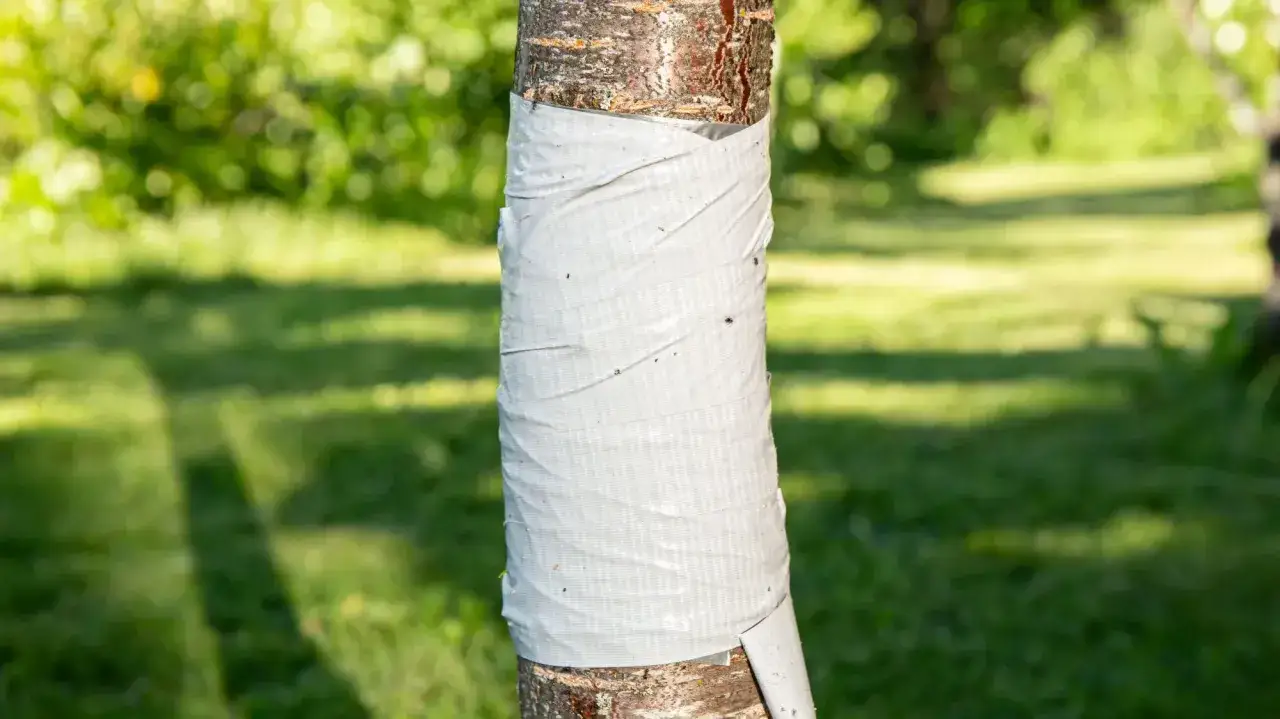 Opaski lepowe na drzewa owocowe chronią przed szkodnikami.