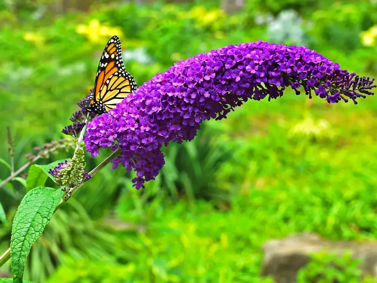 Motyl monarcha na fioletowym kwiecie budlei, kt&oacute;ra kwitnie latem.