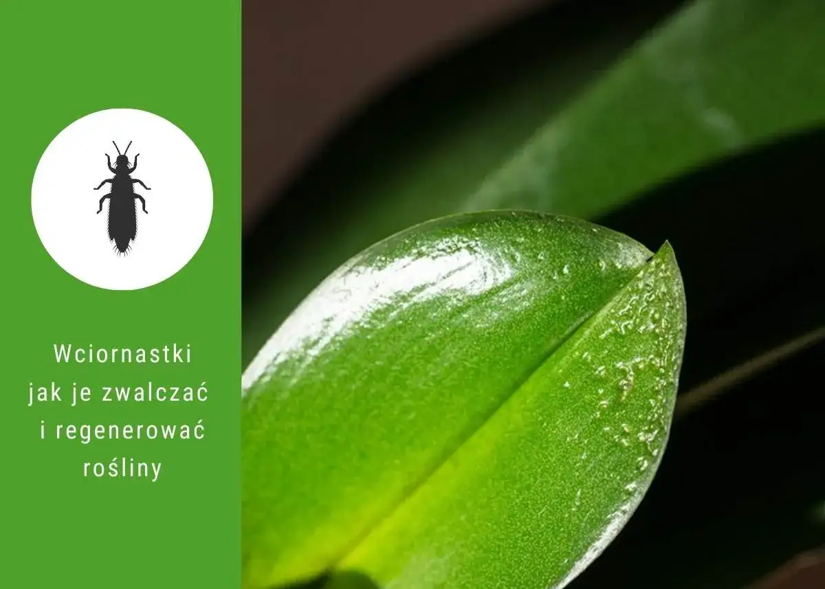 Domowe sposoby na wciornastki. Ilustracja owada i zbliżenie na liść rośliny z widocznymi śladami żerowania.