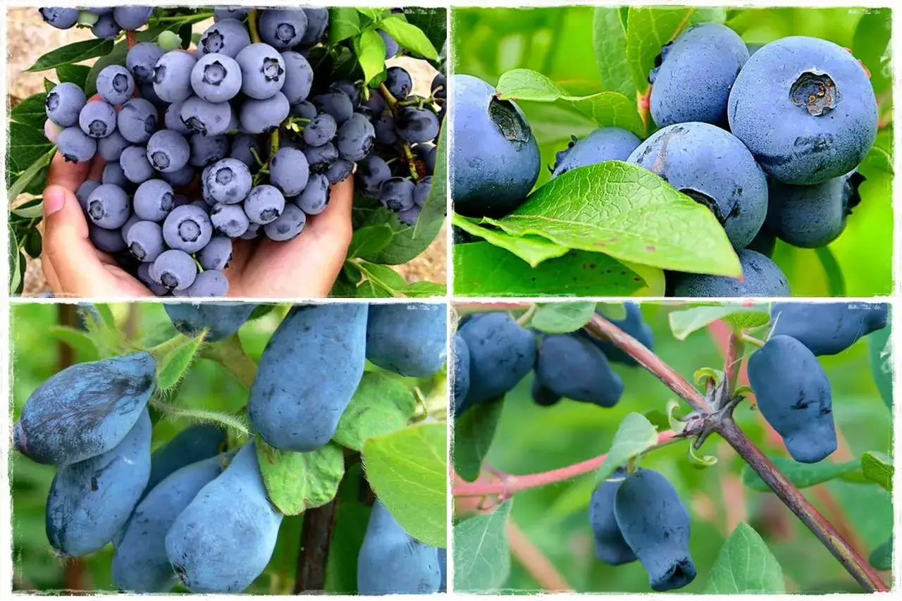 R&oacute;żne odmiany bor&oacute;wki o dużych owocach: okrągłe bor&oacute;wki amerykańskie i podłużne jagody kamczackie na gałązkach.