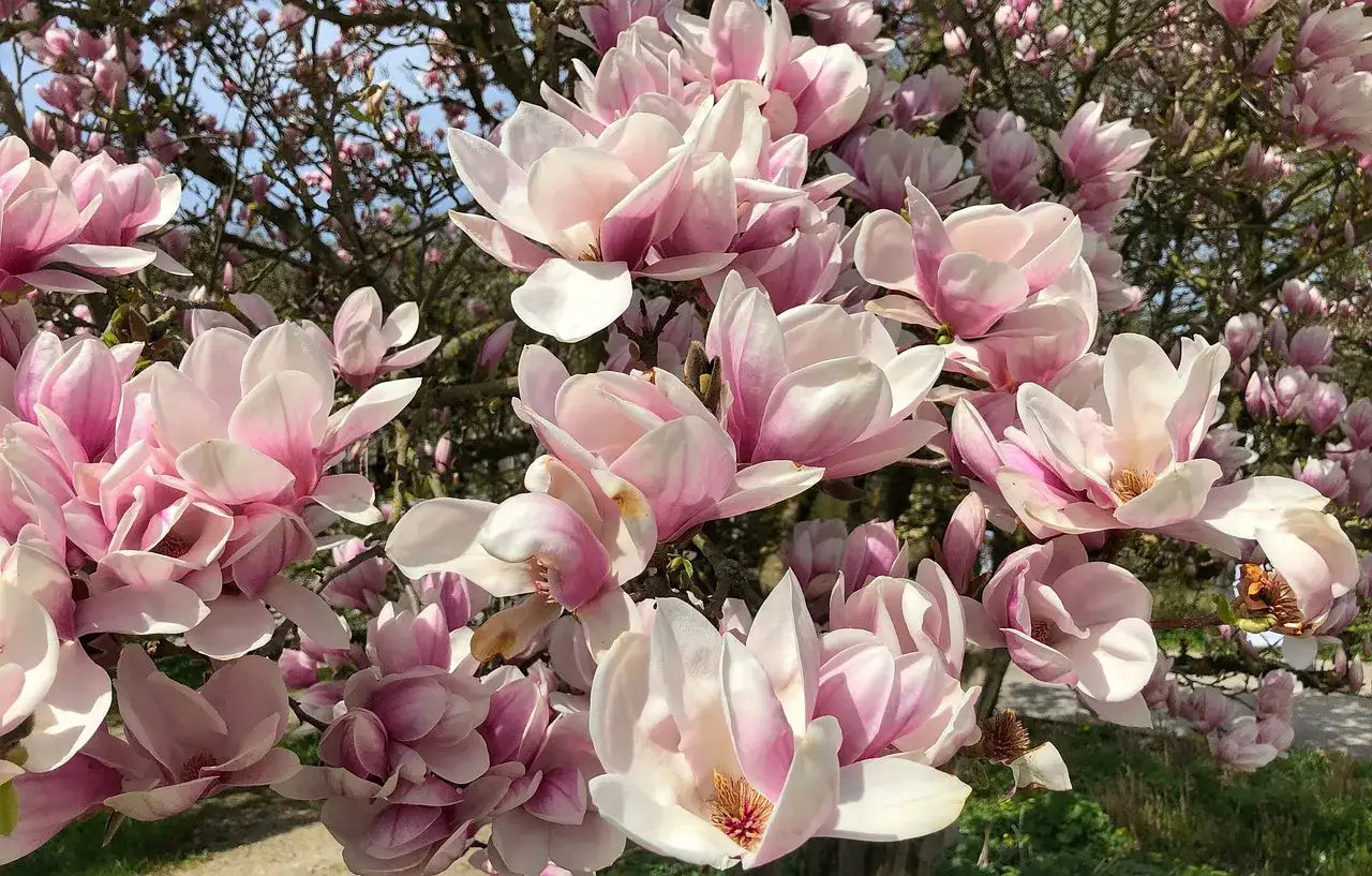 Kwitnące drzewo z licznymi, dużymi kwiatami w odcieniach r&oacute;żu i bieli. R&oacute;żne rodzaje magnolii tworzą wiosenną, delikatną kompozycję.