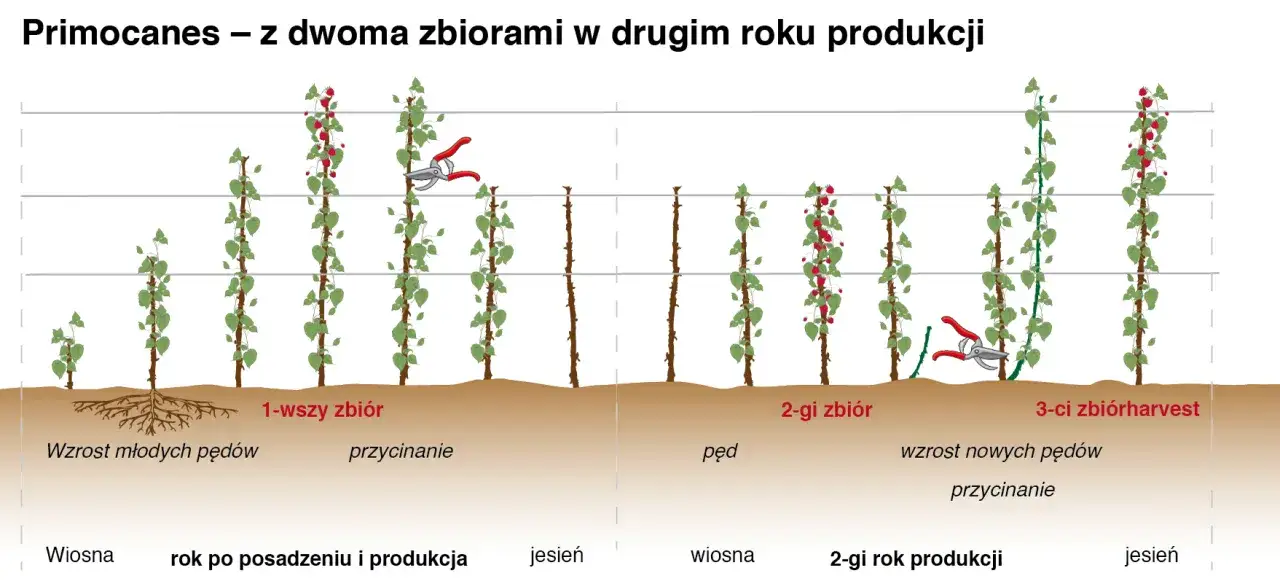 Ilustracja pokazuje, jak przycinać maliny Primocanes. W pierwszym roku po posadzeniu pędy rosną, a następnie są przycinane. W drugim roku produkcji maliny owocują dwukrotnie, a nowe pędy są przycinane.